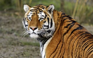 Картинка тигры, кошка, амурский, морда, тигр, взгляд