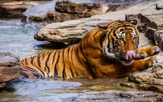 Обои тигры, вода, тигр, камни
