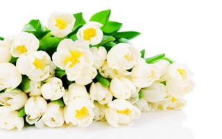 Картинка тюльпаны, белые, белый, фон