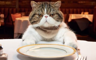 Картинка кошка, ресторан, приборы, вилка, этикет, тарелка, стол, кот