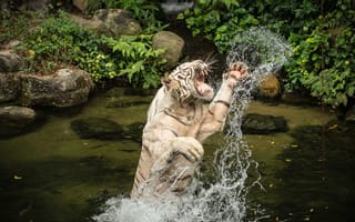 Картинка тигры, прыжок