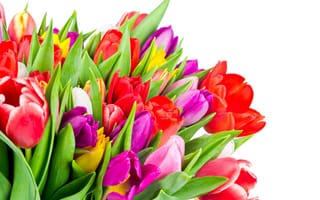Обои тюльпаны, colorful, tulips, flowers