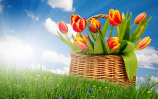 Картинка тюльпаны, весна, солнце, корзина, букет