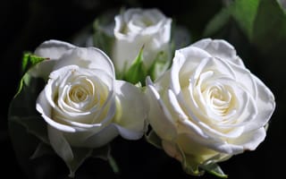 Картинка розы, белый