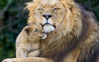 Картинка львы, любовь, сын, отец