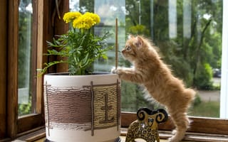 Картинка кошка, курильский, бобтейл, статуэтка, любопытство, вазон, цветок, котёнок