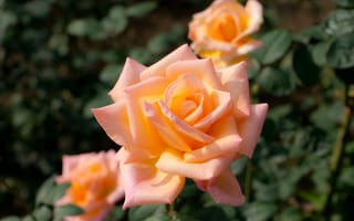 Картинка розы, персиковый