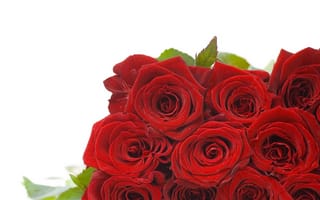 Обои розы, leaves, buds, red, roses, flowers, листья, бутоны, красные