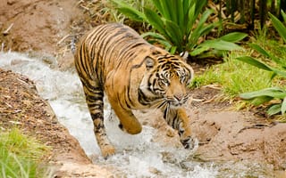 Картинка тигры, купание, тигр, поток, вода