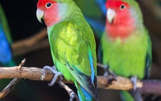 Картинка животные, попугаи, разноцветный, парочка