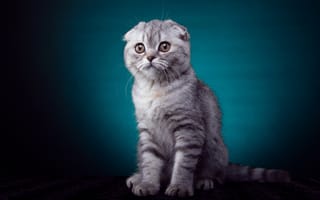 Картинка кошка, котенок, вислоухий, взгяд, лапки, окрас, серый, полосатый, порода, шотландский кот