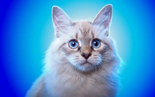 Картинка кошка, кот, животное, взгляд, голубые, глаза, ушки, фон