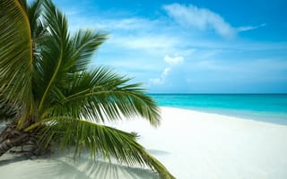 Картинка природа, тропики, пальмы, берег, пляж, море