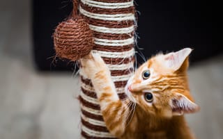 Картинка кошка, котенок, кот, рыжий, взгляд, мордочка, игрушка
