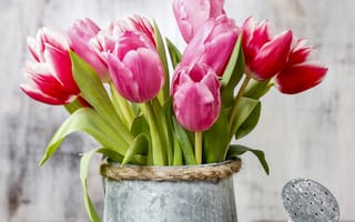 Обои тюльпаны, лейка, flowers, spring, tulips