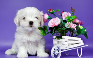 Картинка цветы, милый, щенок