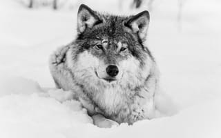Картинка волки, волк, чёрно-белое, хищник, морда, зима, снег