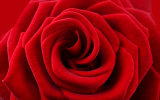 Обои розы, цветок, красный, лепестки, роза, rose, red, flower