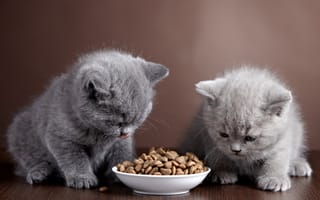 Картинка кошка, тарелка, двое, котята, еда, корм
