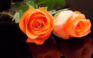 Картинка розы, две, оранжевые