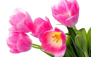 Картинка тюльпаны, розовый