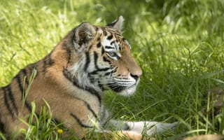 Картинка тигры, кошка, хищник, профиль, трава, лето, лежит, отдых