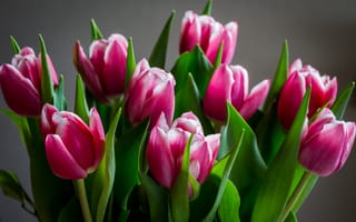 Обои тюльпаны, розовые