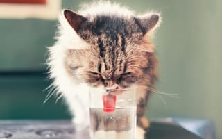Картинка кошка, пьёт, вода, язык, котёнок, фон, стакан