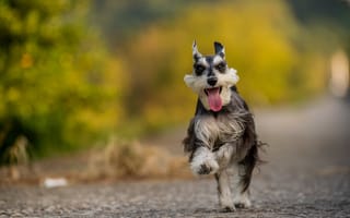 Картинка собака, взгляд, друг, язык, счастье, бег