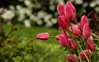 Обои тюльпаны, природа, боке, дождь, весна, капли, стебли, бутоны, красные, сад