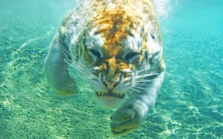 Картинка тигры, животное, хищник, ныряет, купание, тигр
