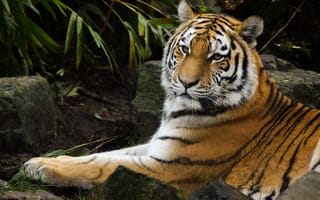 Картинка siberian tiger, тигры, тигр