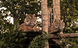 Картинка тигры, полосатые
