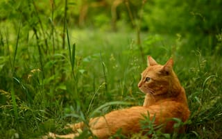 Картинка кошка, трава, отдых, рыжий, кот