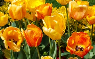 Картинка тюльпаны, поле, весна