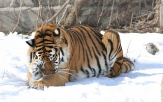 Картинка тигры, амурский, зима, снег, тигр