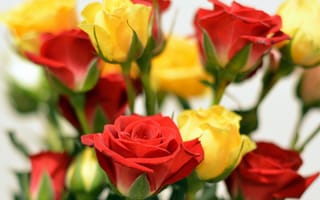 Картинка розы, разноцветные, букет