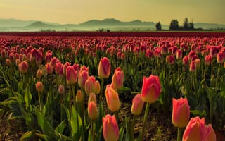 Картинка тюльпаны, поле, утро, туман