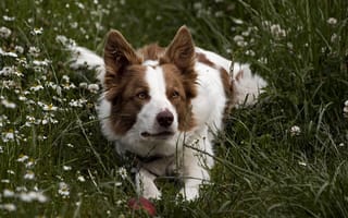 Картинка собака, трава, луг, друг, взгляд