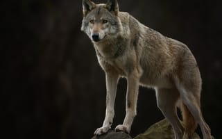 Картинка волки, волчара