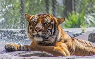 Картинка тигры, кошка, морда, зоопарк, купание