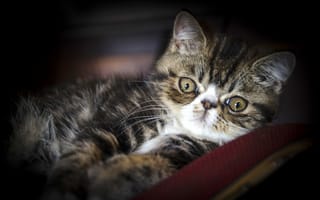 Картинка кошка, экзотическая, экзот, взгляд
