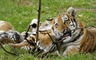 Обои тигры, трава, тигрёнок