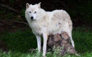Обои волки, волчата, волчица, природа, wolves, animals, nature