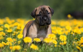 Картинка щенок, собака, размытый, фон, лето, поле, цветы, одуванчики