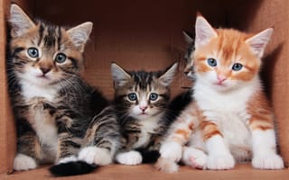 Картинка кошка, трио, кошки, коричневый, коробка, три, трое, рыжий, умники, полосатые, серые, фон, котята