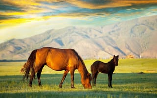 Картинка лошадь, жеребенок, горы, облака, красочно, небо, трава, поле