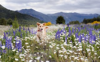 Картинка цветы, поле, луг, собака, лето, горы, ромашки, люпины