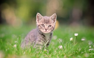 Картинка кошка, серый, улыбка, зеленый, котенок, поле, ромашки, трава, полосатый, размытый, фон