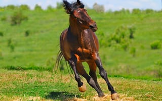 Картинка лошадь, зеленый, коричневый, красочно, зелень, трава, поле, несется, конь